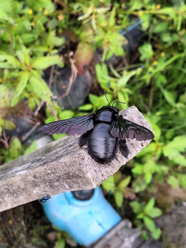 Broad-handed Carpenter Bee