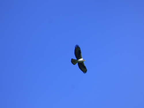 Avistamiento Águila perdicera o águila azor perdicera