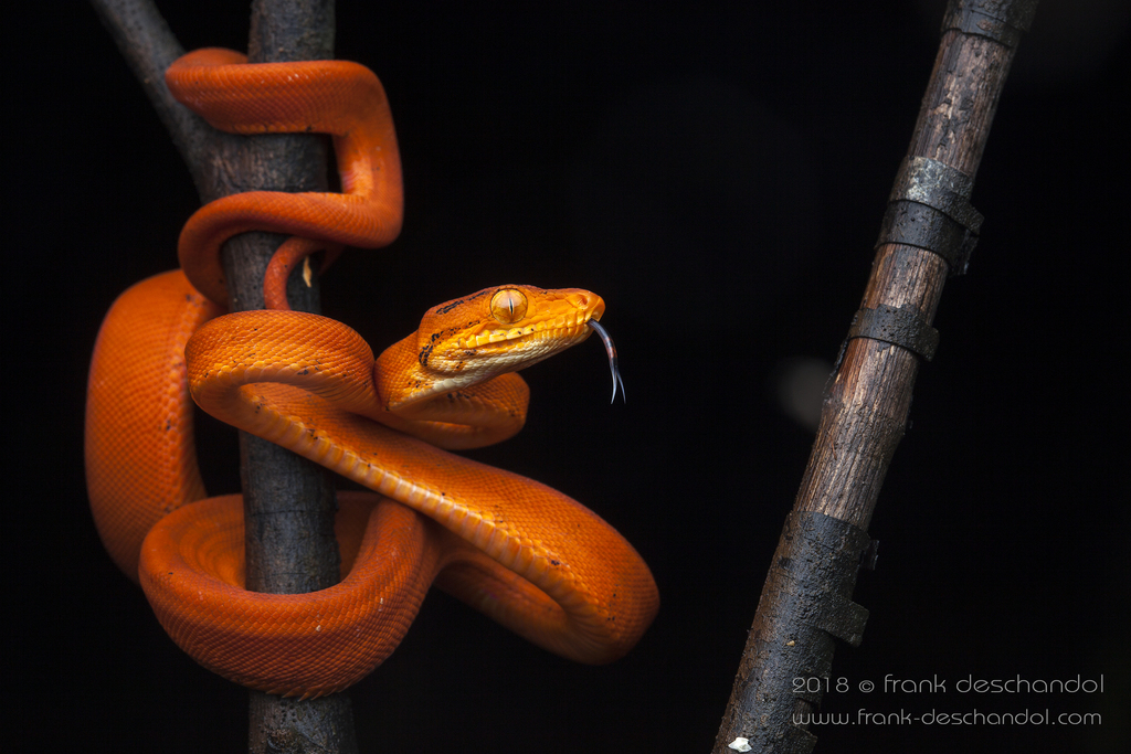 Tree Boa (Corallus hortulanus), Centro de Pesquisas …