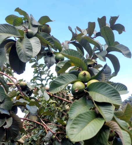 Common guava