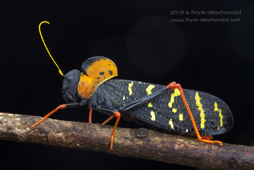 Monachidium lunum from Roura, Guyane française on January 7, 2018 at 05 ...