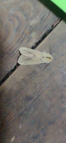 Spilarctia bisecta