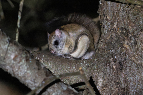 grand polatouche observed by david_turgeon