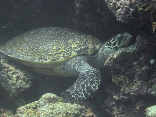 Eretmochelys imbricata