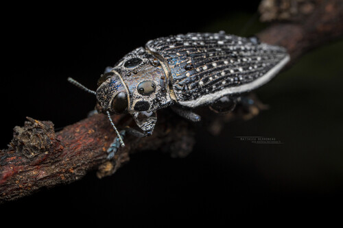 Eyed Jewel Beetle