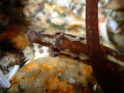 Nerophis lumbriciformis