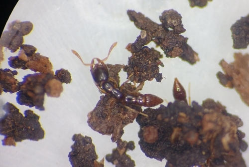 Fulakora elongataFulakora elongata