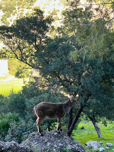 Avistamiento Cabra montés de Sierra María