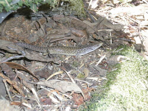 iNaturalist observation photo of Northern Alligator Lizard