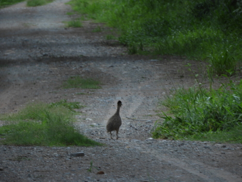 Brushland Tinamou