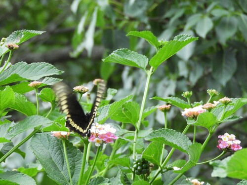 Polydamas Swallowtail