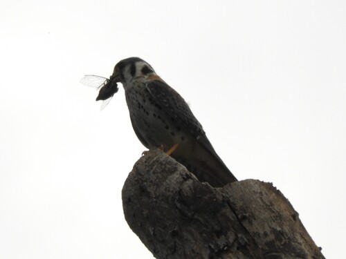 American Kestrel