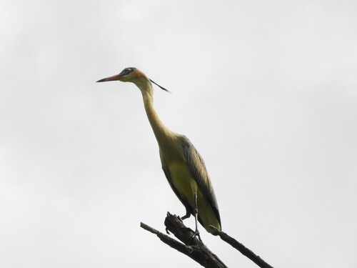 Whistling Heron