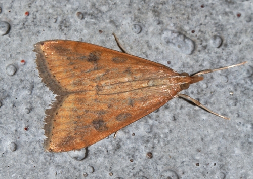 Rusty Dot Pearl