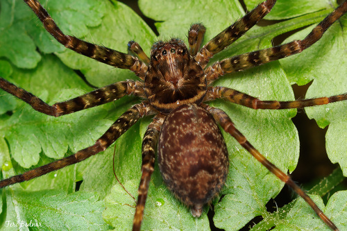 Heteropoda