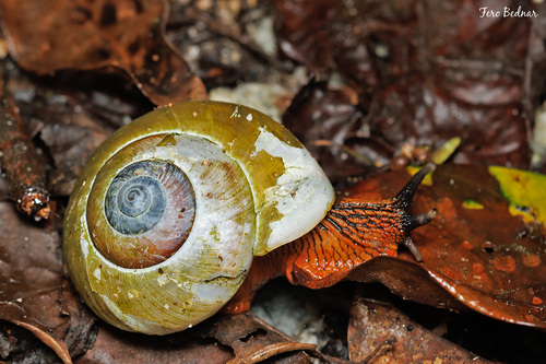 Hemiplecta malaouyi