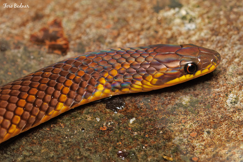 Macrocalamus schulzi