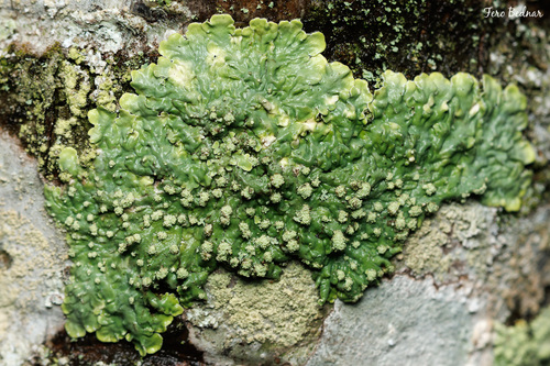 Pyxine subcinerea