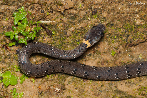 Pareas margaritophorus