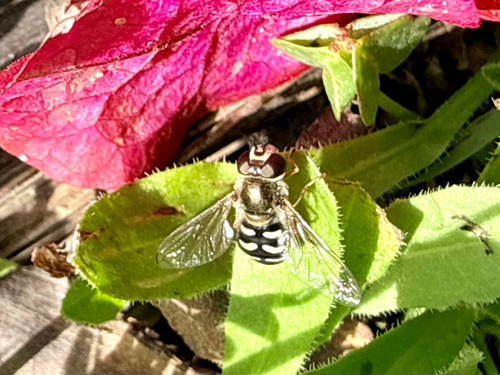 Unknown species found near San Diego County, US-CA, US