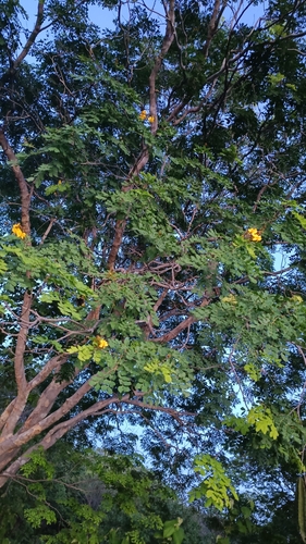 Cenostigma nordestinum