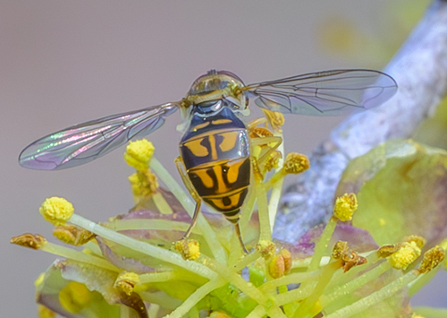 Unknown species found near Lady Bird Johnson Wildflower Center 4801 La Crosse Ave, Austin, TX 78739, USA