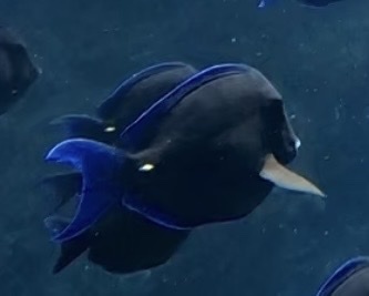 Acanthurus coeruleus