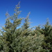 Cuyamaca Cypress - Photo (c) Len Mazur, all rights reserved, uploaded by Len Mazur