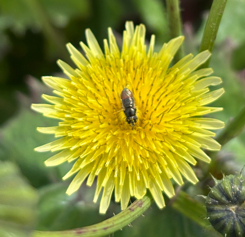 Unknown species found near Coastal Rail Trail, Santa Cruz, CA, US