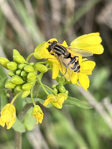 Unknown species found near Pescadero Marsh Natural Preserve, Pescadero, CA, US
