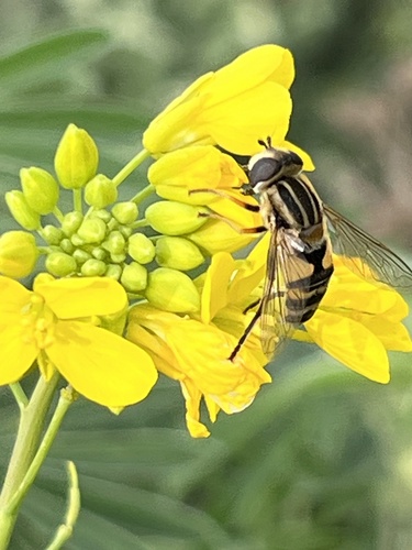 Unknown species found near Pescadero Marsh Natural Preserve, Pescadero, CA, US