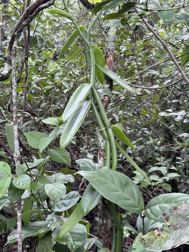 Leafy Vanilla