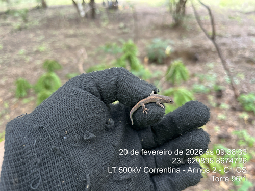 Kluge's Dwarf Gecko