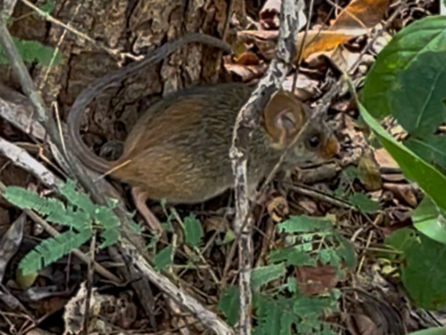 Red-nosed Mouse
