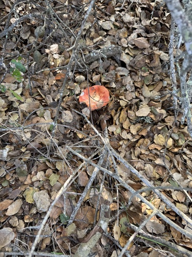 iNaturalist observation photo of brittlegills