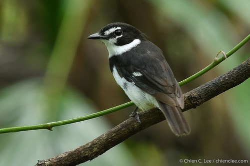 Black-sided Robin
