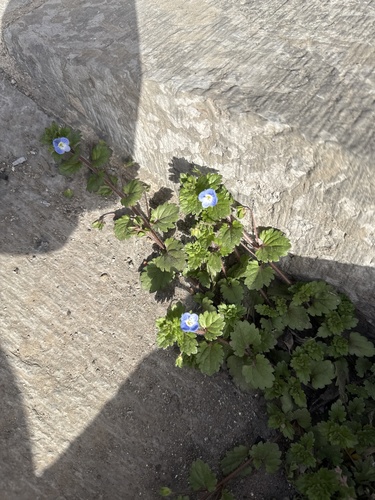 bird's-eye speedwell