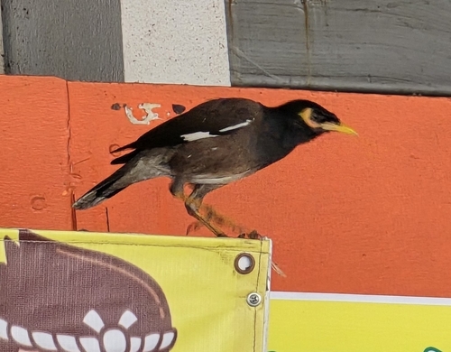 Common Myna