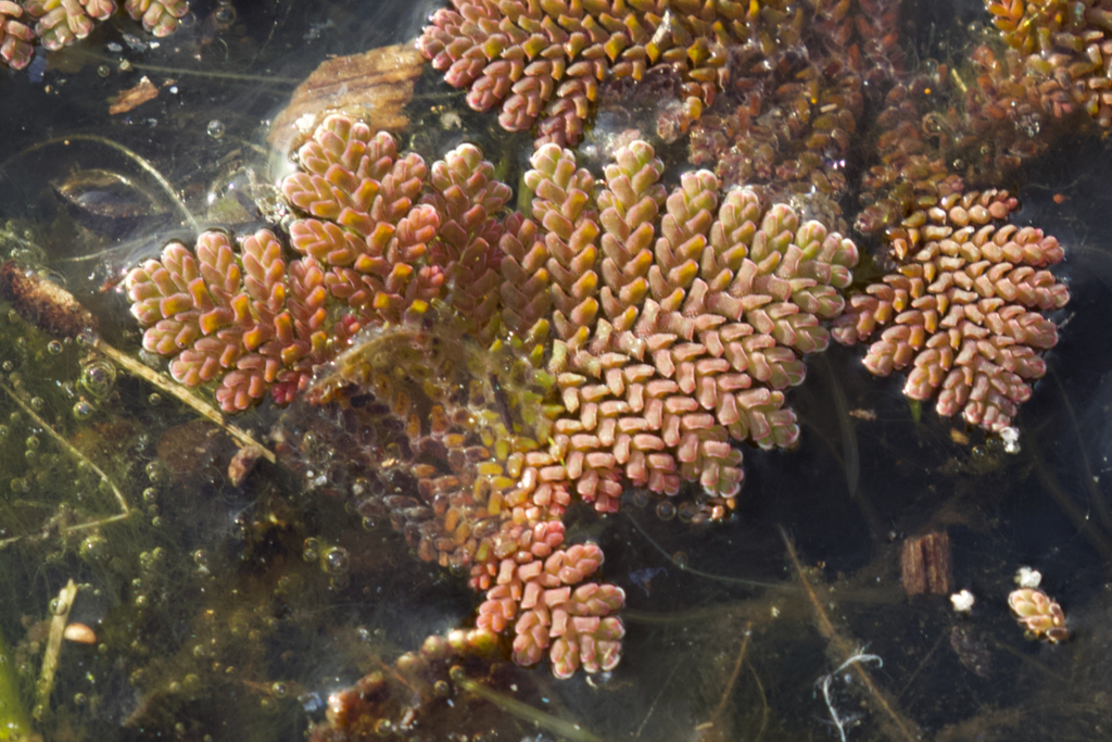 Azolla pinnata (Azolla pinnata)
