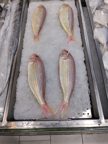 Golden Threadfin Bream