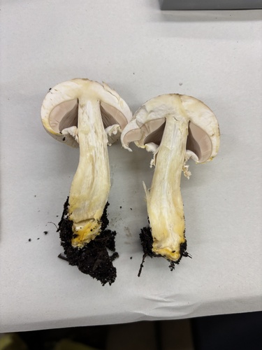 iNaturalist observation photo of Yellow Stainer