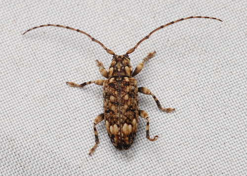 Sybra pantherina