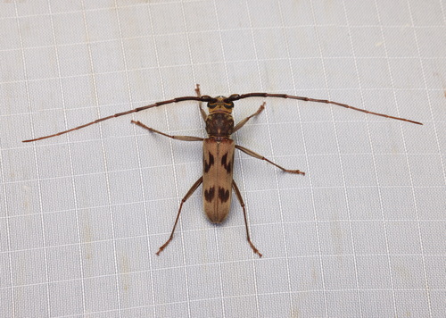 Zoodes cornutus