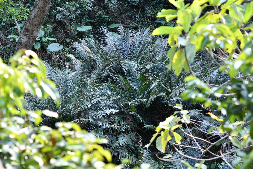Cycas szechuanensis (Fujian Sago)