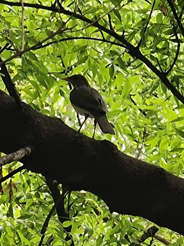 African Thrush