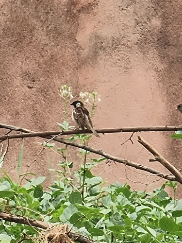 House Sparrow