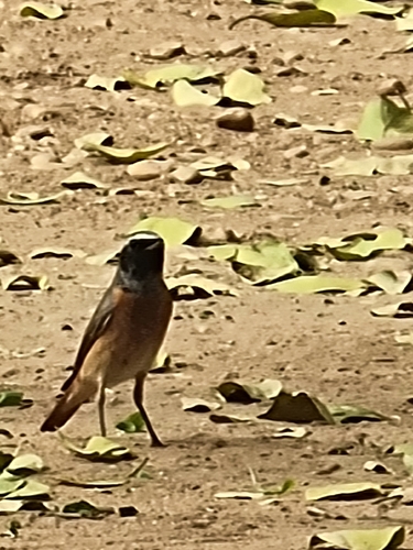 Common Redstart