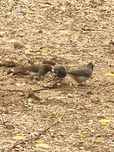 Common Bulbul