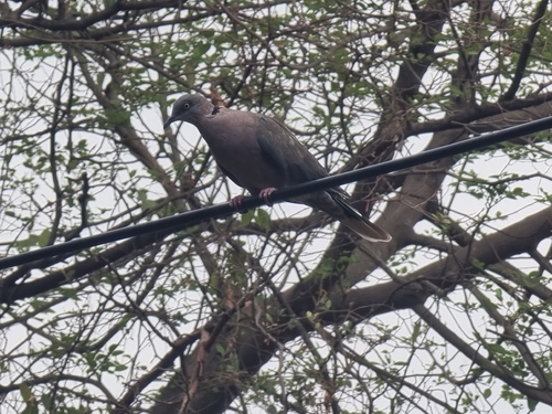 Mourning Collared Dove