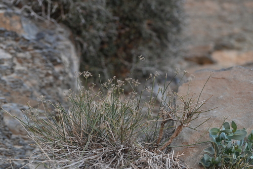 Deverra juncea